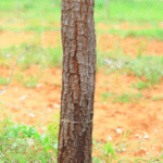 Your paragraph text (4)