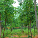 Your paragraph text (5)