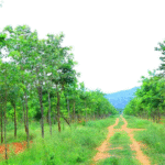 Your paragraph text (6)