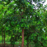 Your paragraph text (7)