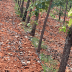 Your paragraph text (8)